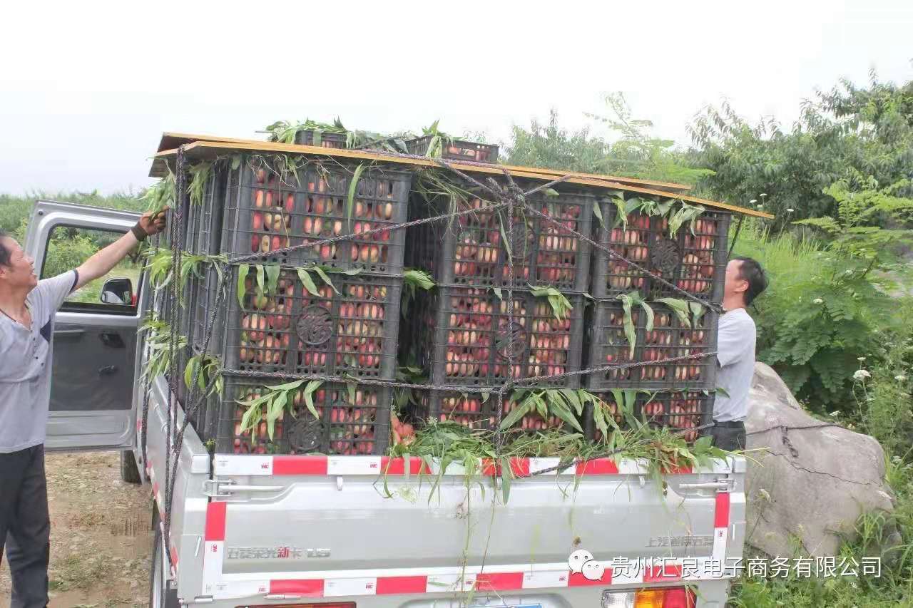 思南塘头通过电商销售上万斤桃子